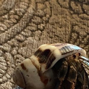 Meet your Posher, Isaiah